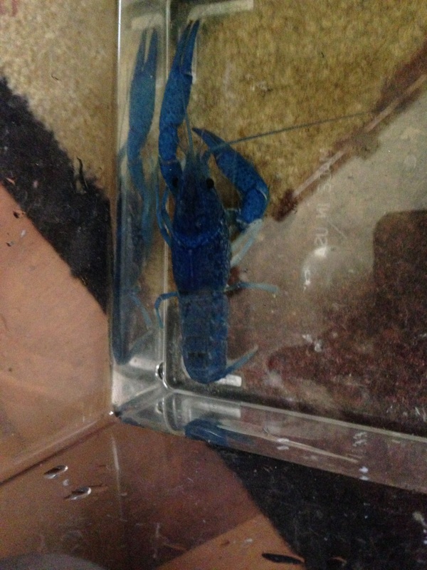 Male and Female Crayfish
